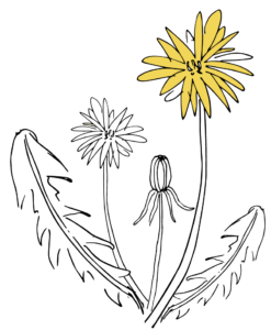 flower-only-logo